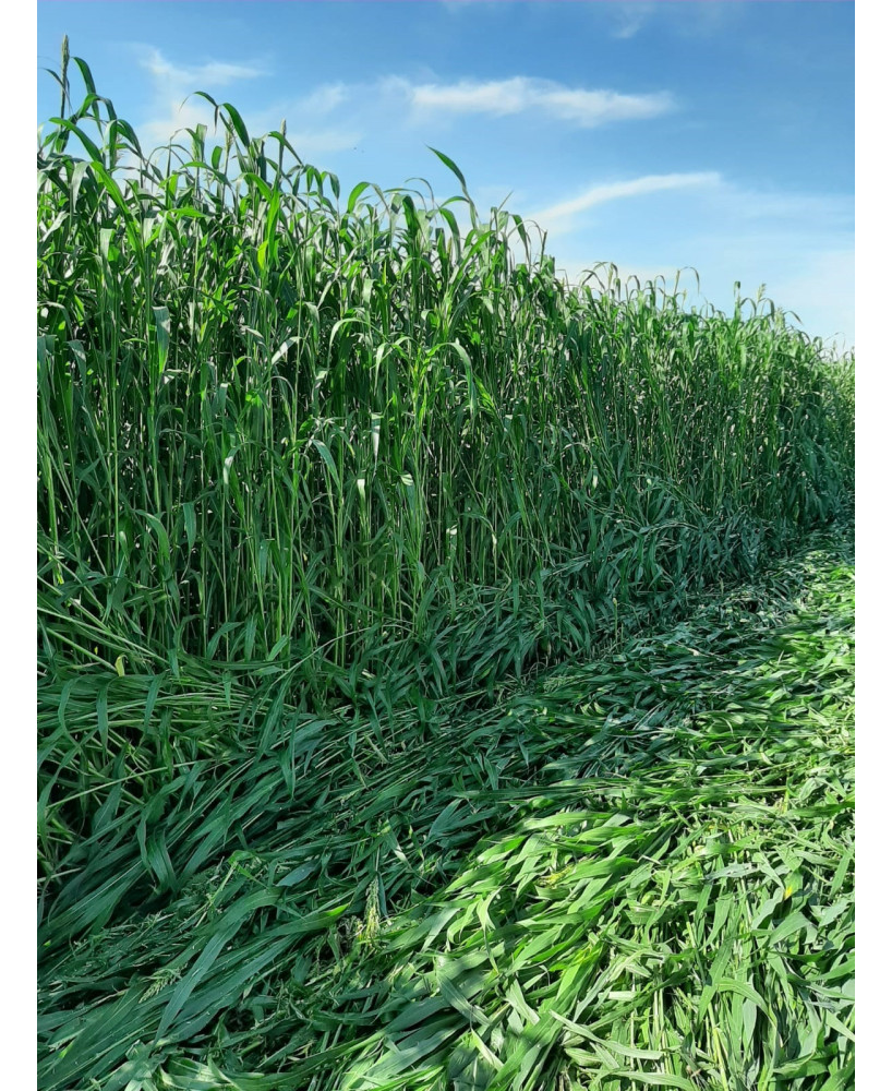 Seminte de Iarba furajera de Sudan