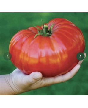 Seminte de tomate Barairo...