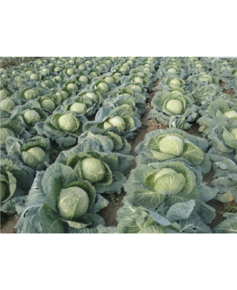 Seminte de varza Tampa F1, 500 seminte