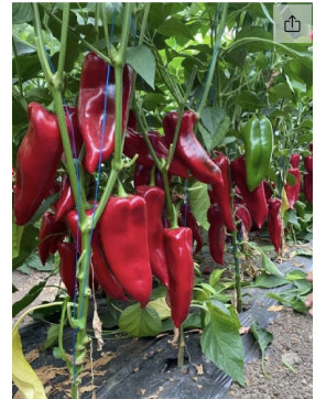 Seminte de ardei Kapia...