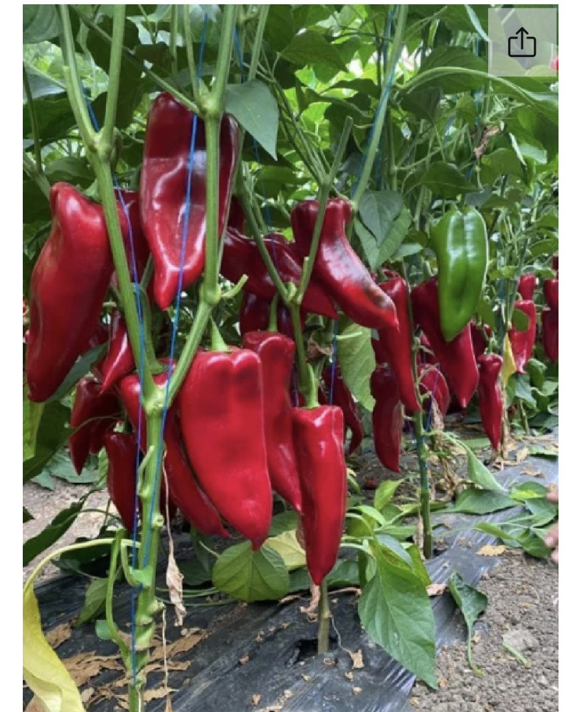 Seminte de ardei Kapia Napoca F1, 120 Seminte