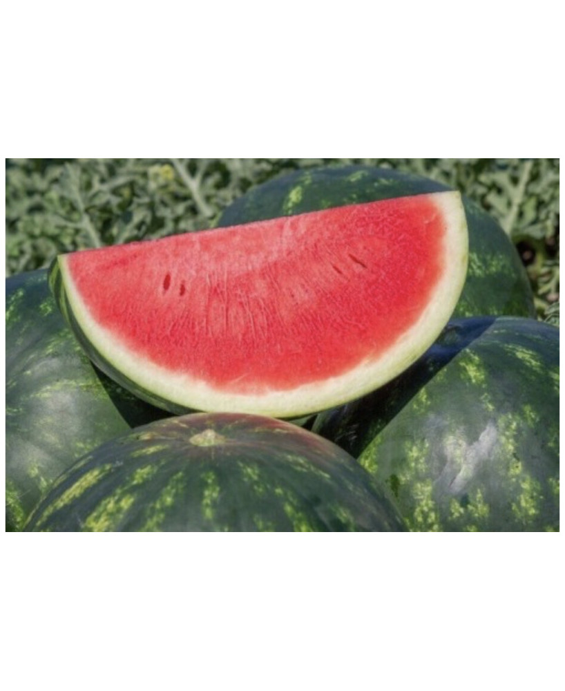 Pepene verde Crimson Sweet (150 de seminte pepeni verzi soi timpuriu foarte dulce, Agrosem