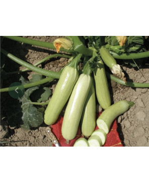 Seminte de dovlecel Samson...