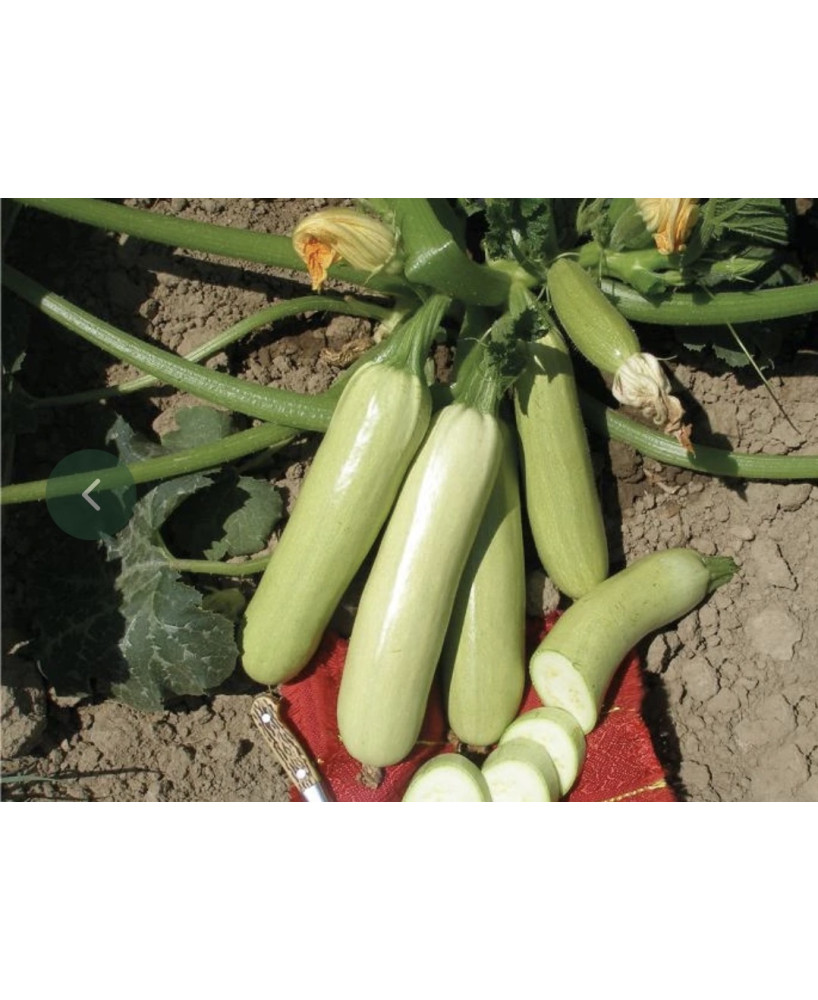 Seminte de dovlecel Samson F1, 500 seminte