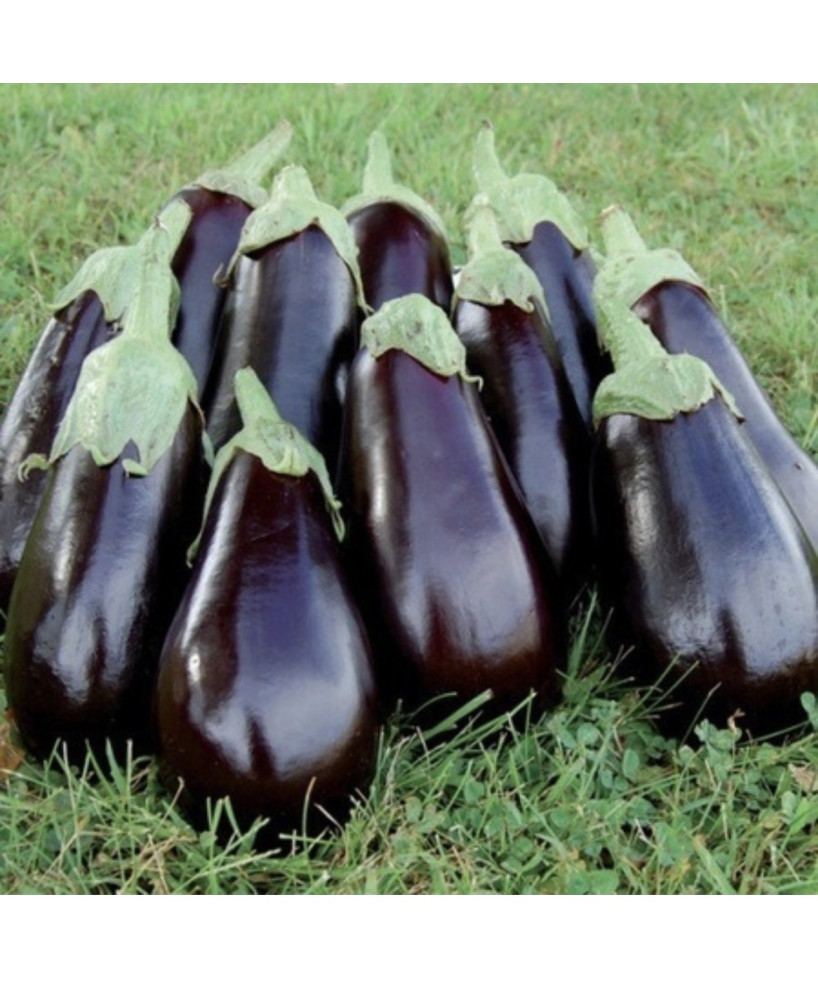 Seminte de vinete Gortina F1, 600seminte